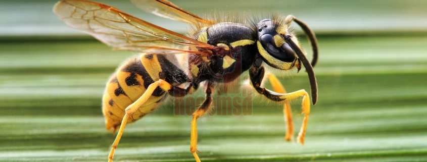 una avispa, curiosidades acerca del cobre