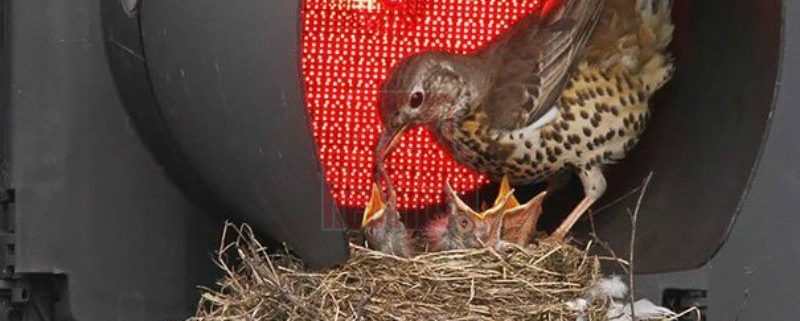 nido-pajaro-reciclan